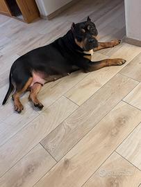 American bully xxl