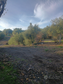 Terreno agricolo Belpasso