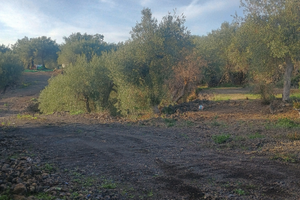 Terreno agricolo Belpasso