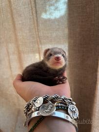 Cuccioli di furetto