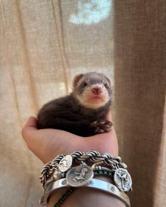 Cuccioli di furetto