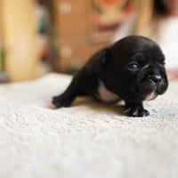 Cuccioli bulldog francese