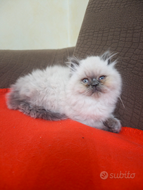 Gatti persiani himalayani