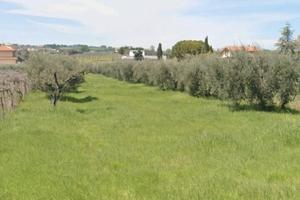Terreno misto agricolo/edificabile