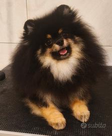 Spitz tedesco nano Pomerania 