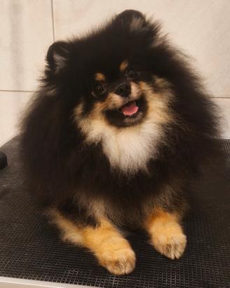 Spitz tedesco nano Pomerania 