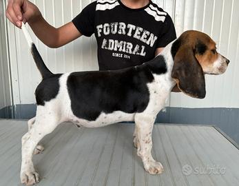Cucciolo di beagle