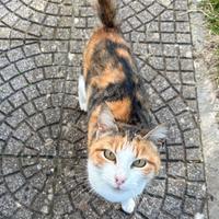 Gatta Abbandonata