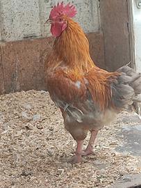 Gallo Marans