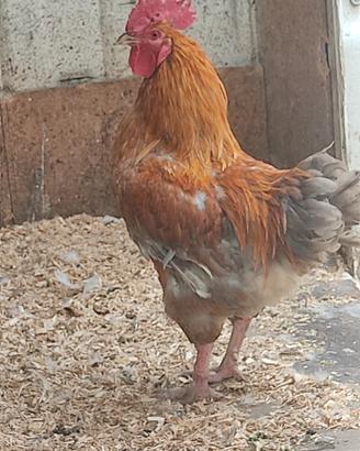 Gallo Marans