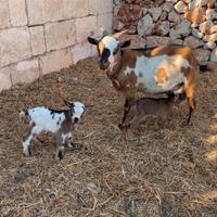 Capretti Tibetani