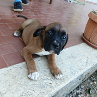 Ultima boxerina rimasta