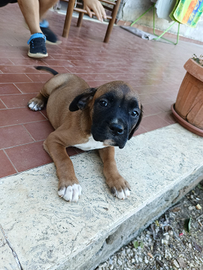 Ultima boxerina rimasta