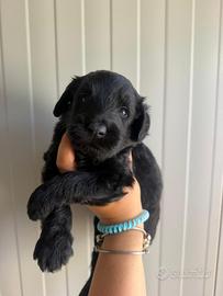 Labradoodle