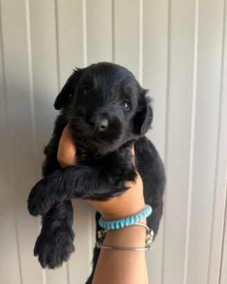 Labradoodle
