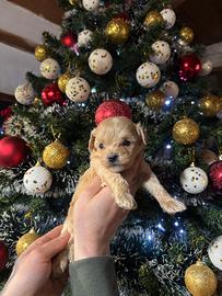 Maltipoo Toy Cuccioli