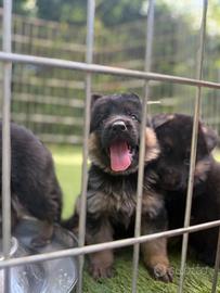 Cuccioli di pastore tedesco ancora disponibili