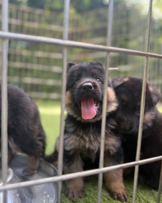 Cuccioli di pastore tedesco ancora disponibili
