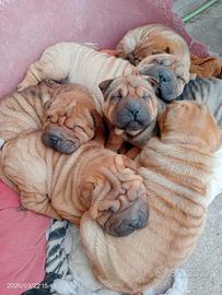 Sharpei