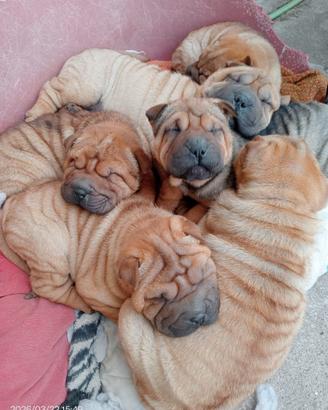 Sharpei