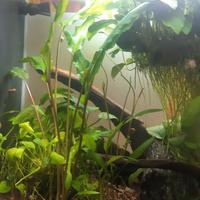 Cryptocoryne pianta acquario