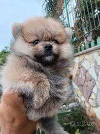 Spitz tedesco della Pomerania