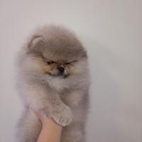 Spitz di Pomerania nano