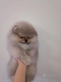 Spitz di Pomerania nano