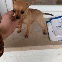 Cuccioli di Pinscher