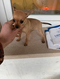 Cuccioli di Pinscher