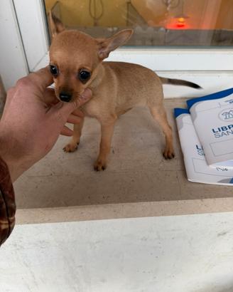 Cuccioli di Pinscher