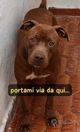 Red amstaff 2 anni