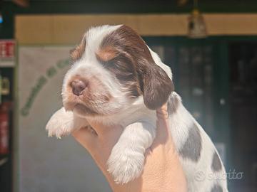 Cuccioli di Cocker Spaniel inglese