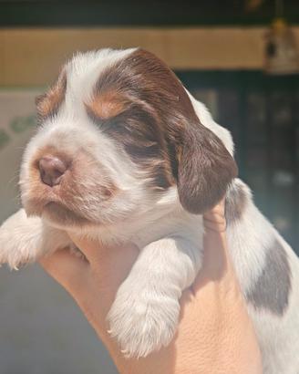 Cuccioli di Cocker Spaniel inglese
