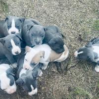 Cuccioli Amstaff LEGGI TUTTO