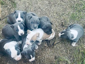 Cuccioli Amstaff LEGGI TUTTO