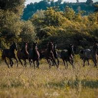 Puledri da Salto e da Completo