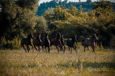Puledri da Salto e da Completo