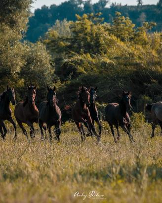 Puledri da Salto e da Completo