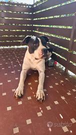 Pitbull
