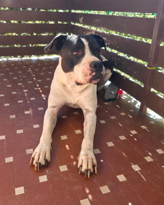 Pitbull