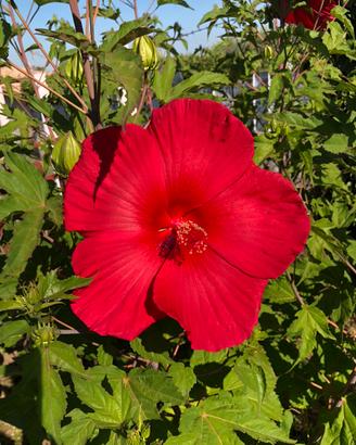 Piante di ibiscus palestre quasi in fiore
