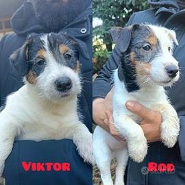 Cuccioli di cane Jack russel