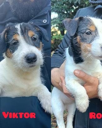 Cuccioli di cane Jack russel