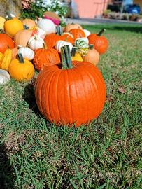 🎃zucche  per arredo, decorazioni, halloween