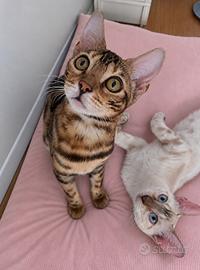 Gattini bengala Brown e snow spotted tabby