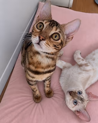 Gattini bengala Brown e snow spotted tabby