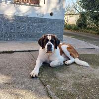 Cuccioli di San Bernardo