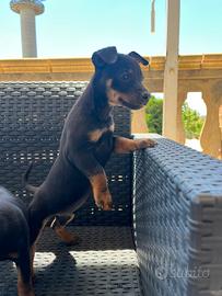 Pinscher nano