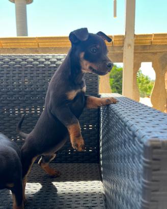 Pinscher nano